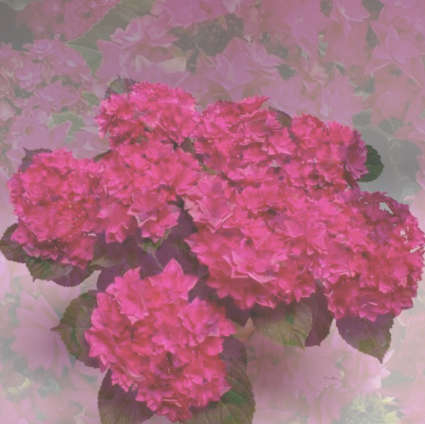 Hydrangea Macrophylla - Francy Hot Pink®