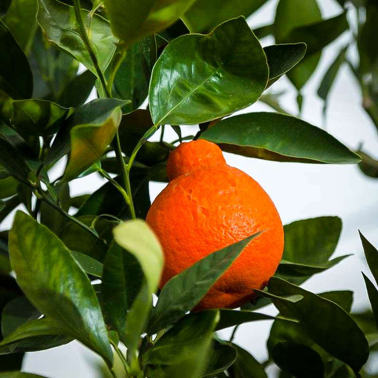 Minneola Mandarin