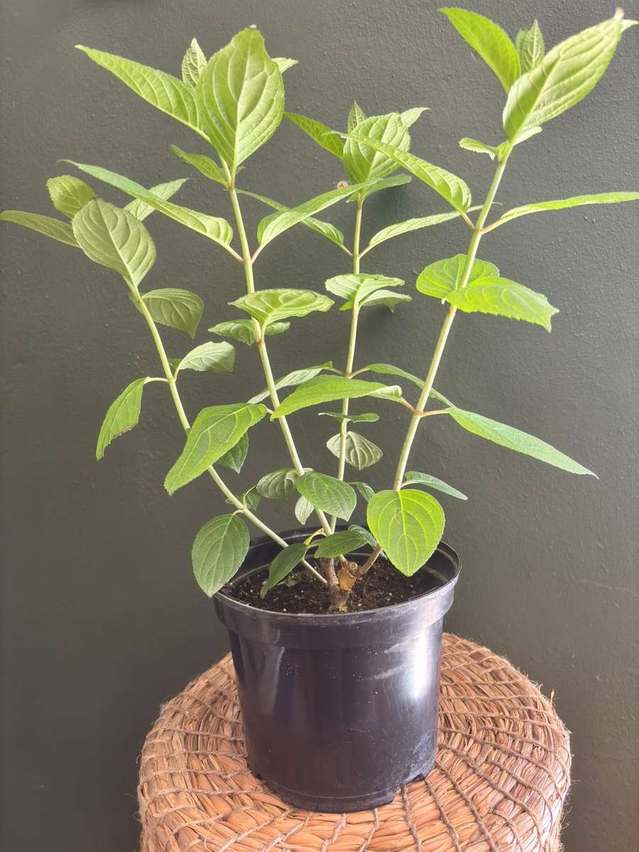 Hydrangea Paniculata - Panenka®