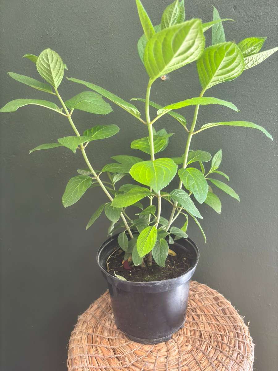 Hydrangea Paniculatum - Pansana®