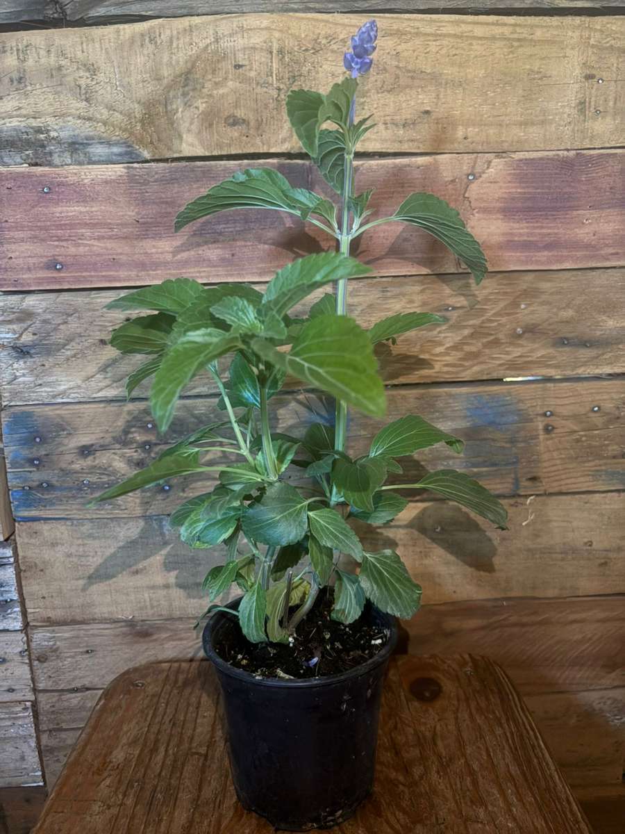 Salvia - Mystic Spires