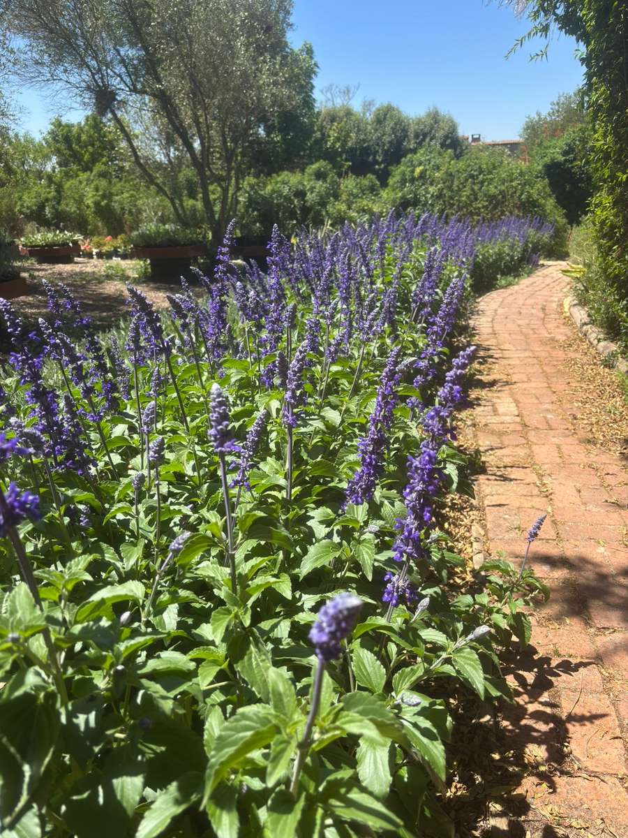 Salvia - Mystic Spires