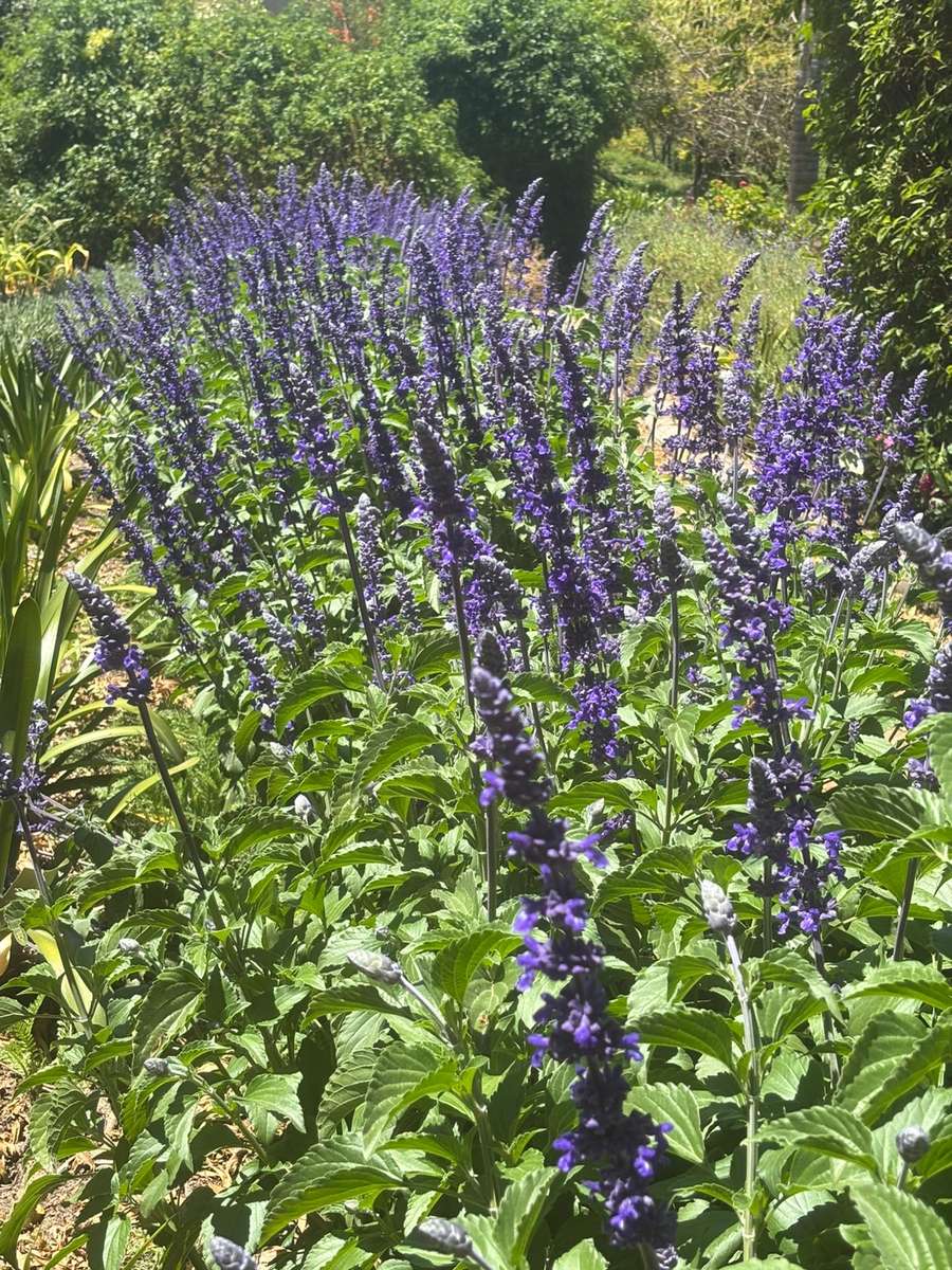 Salvia - Mystic Spires