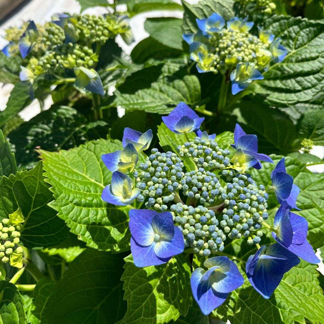 Hydrangea Macrophylla - Blue Lacecap