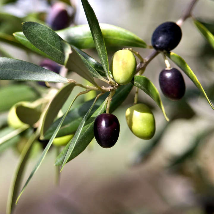 Olive  Arbequina