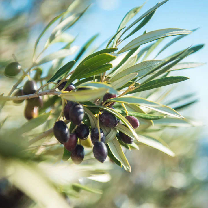 Olive  Arbequina