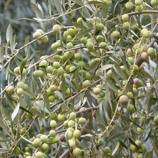Olive  Arbequina
