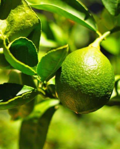 Lime  West Indian Key