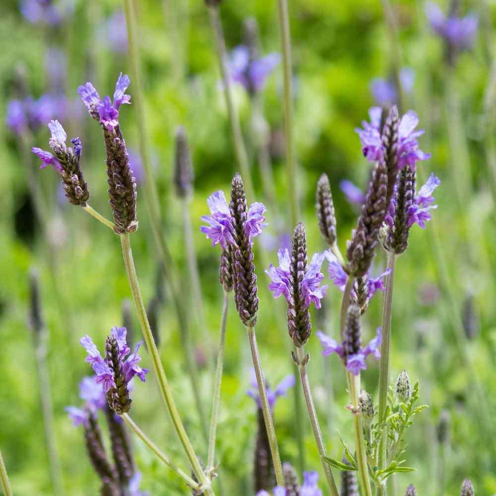 Fernleaf Lavender