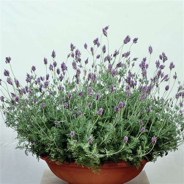 Fernleaf Lavender