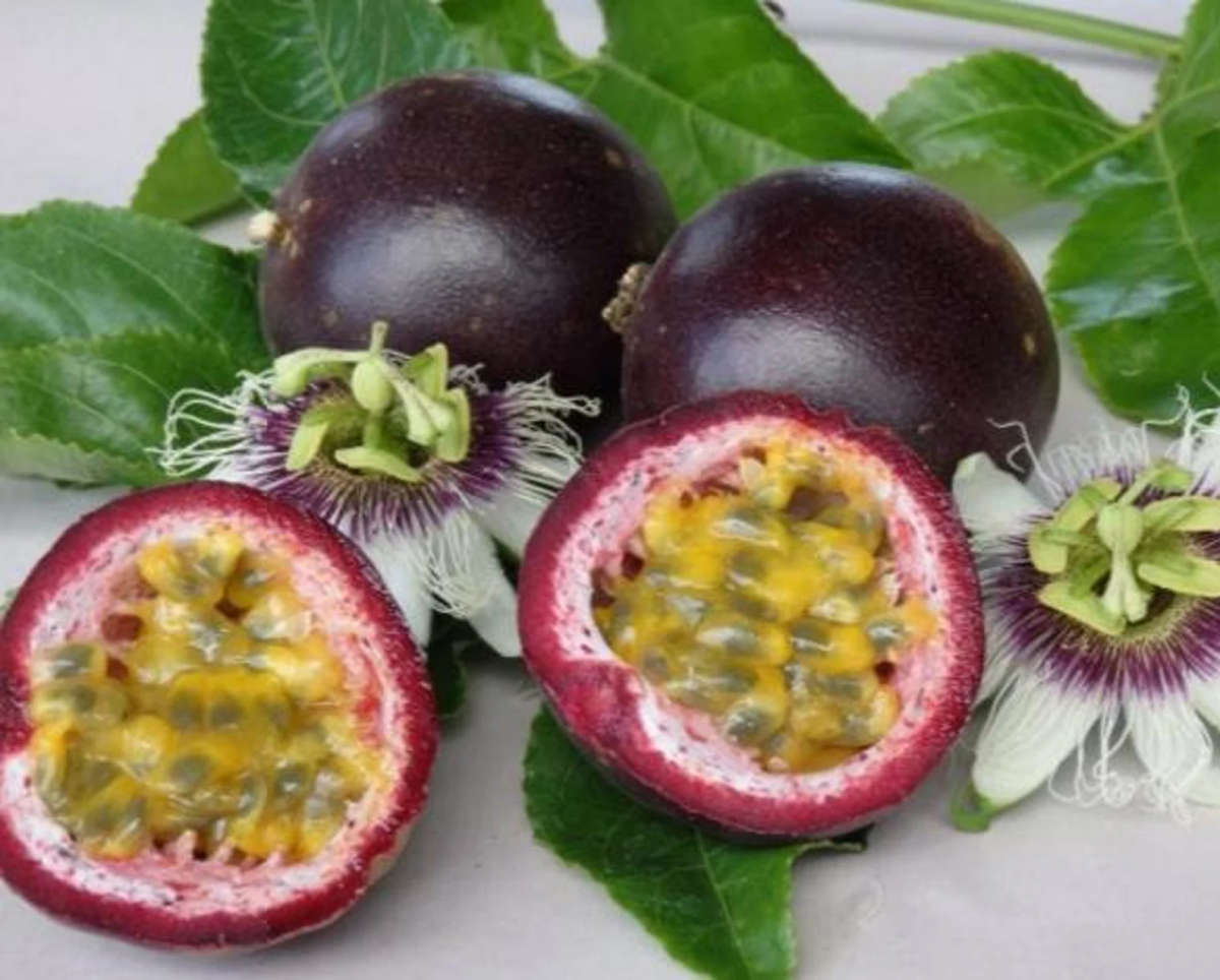 Granadilla Vine | Sweet Purple Passionfruit