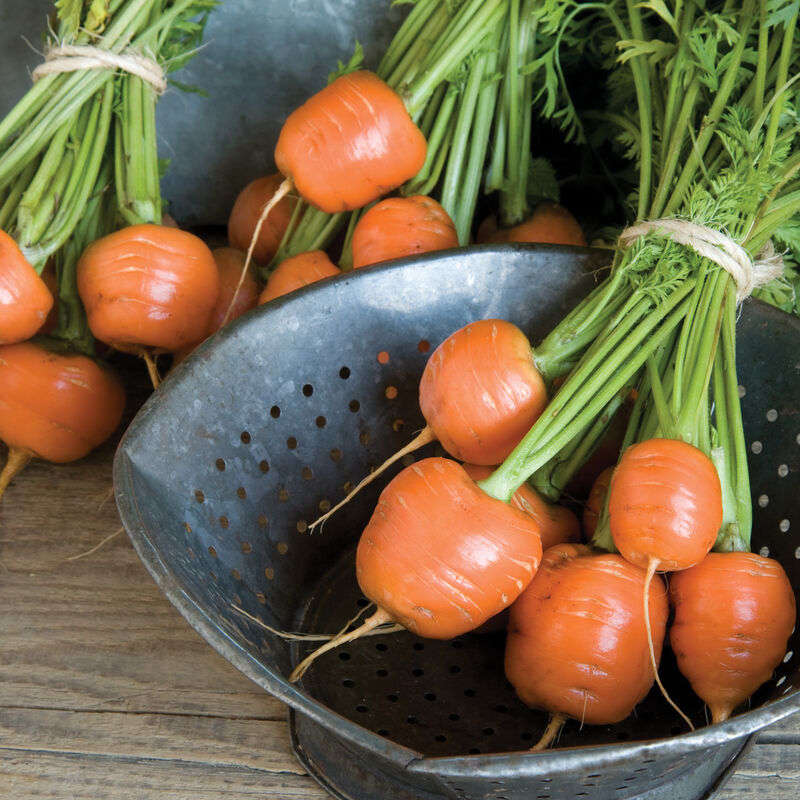 Carrot Parisian