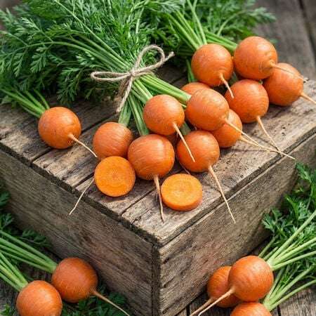 Carrot Parisian