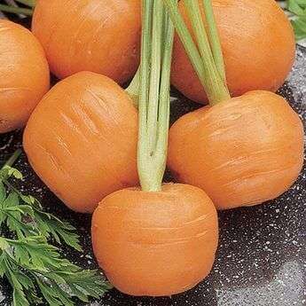 Carrot Parisian