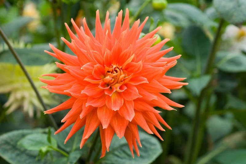 Dahlia - Vulcan - 1 CLUMP