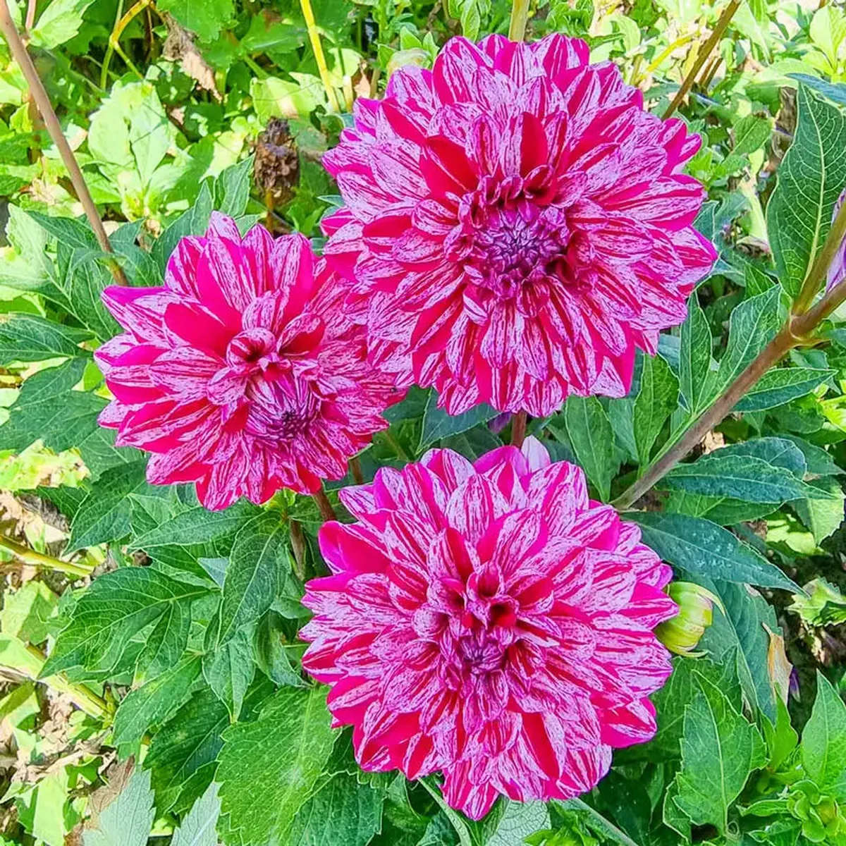 Dahlia - Santander - 1 CLUMP