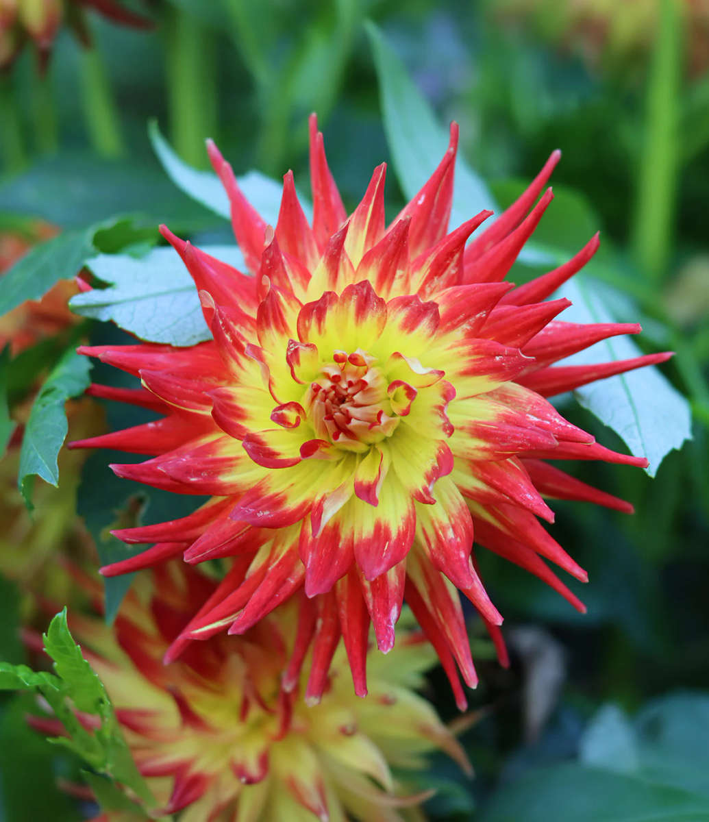 Dahlia - Bridgeview Aloha - 1 CLUMP