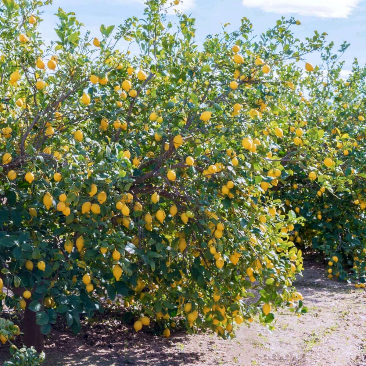 Eureka Lemon