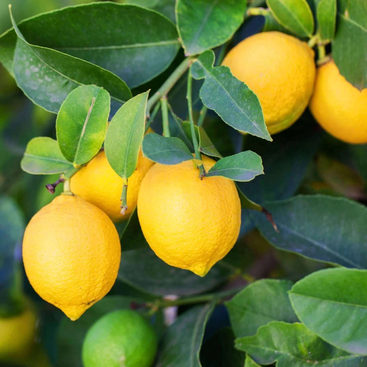Eureka Lemon