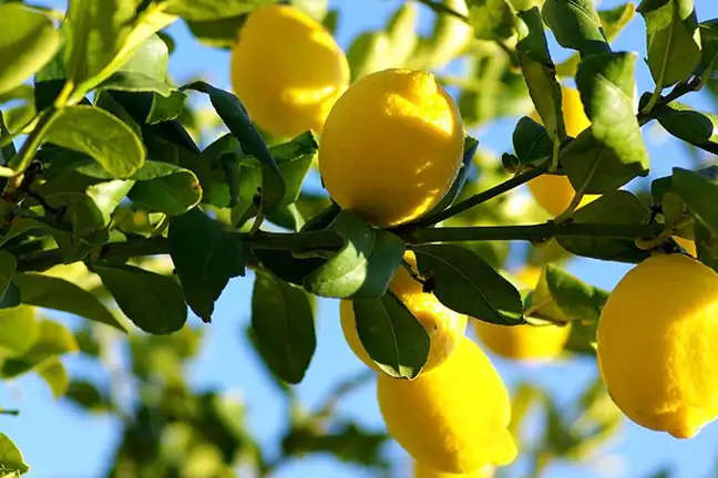 Eureka Lemon