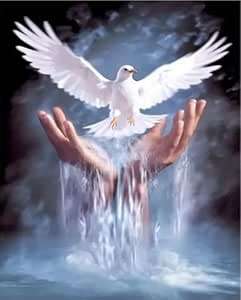 Paint By Numbers 40cmx50cm - White Dove