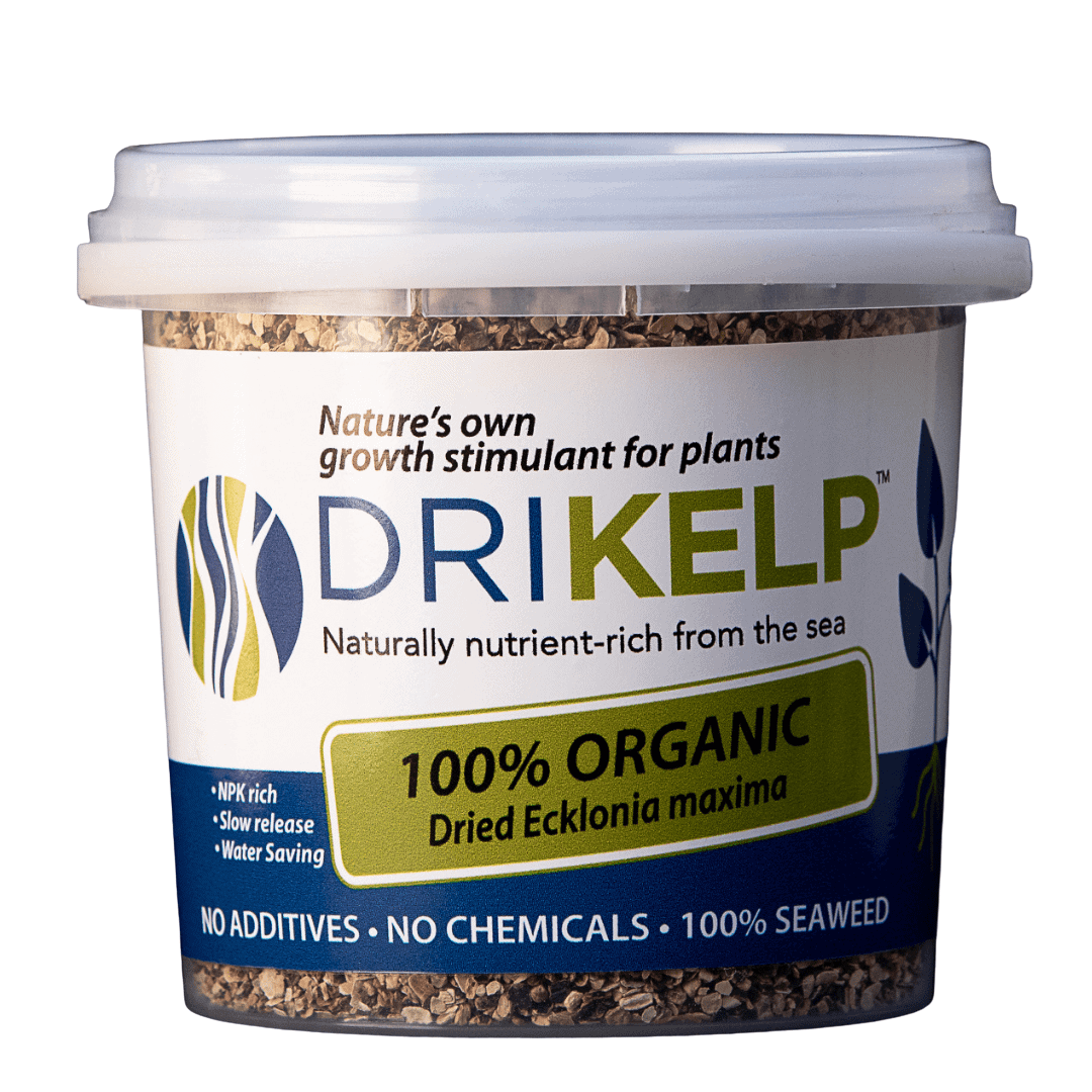 DRIKELP® Dried Kelp