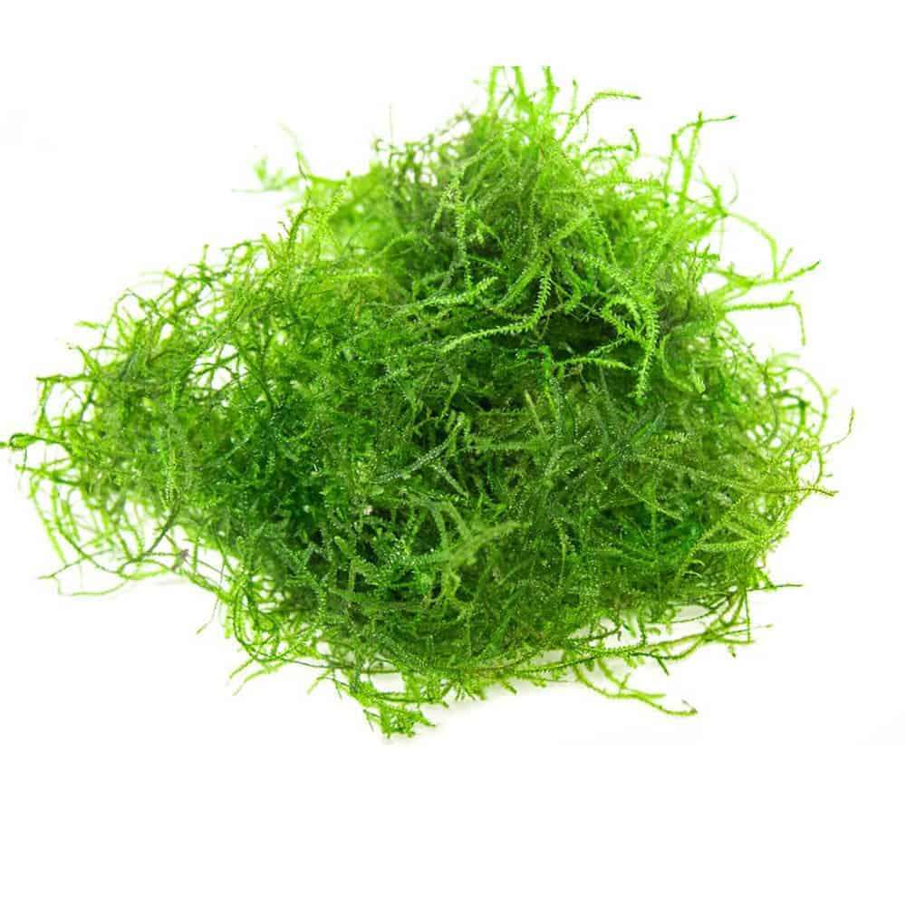 Aquarium Fish Tank Java Moss - Live Plant - 1L