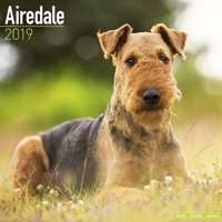 Airedale Calendar 2019 (Paperback)