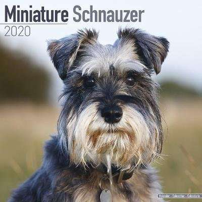 Miniature Schnauzer Calendar 2020 (Paperback)