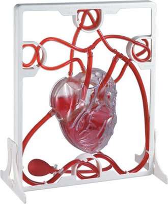 Edu-Toys Pumping Heart