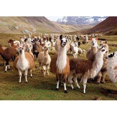 Puzzle Llamas (Jigsaw)
