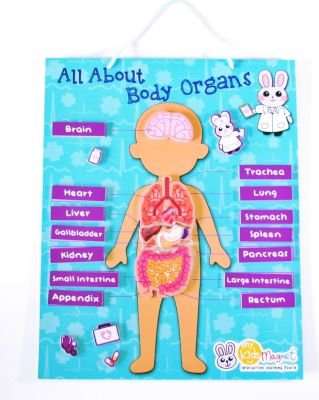 My Kids Magnet Body Organs Puzzle Magnetic Board
