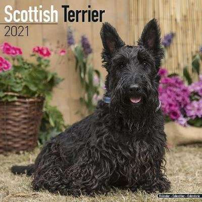 Scottish Terrier 2021 Wall Calendar (Calendar)