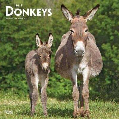 Donkeys 2019 Square Wall Calendar (Calendar)