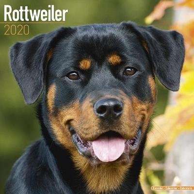 Rottweiler Calendar 2020 (Paperback)