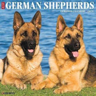 Just German Shepherds 2020 Wall Calendar (Dog Breed Calendar) (Calendar)