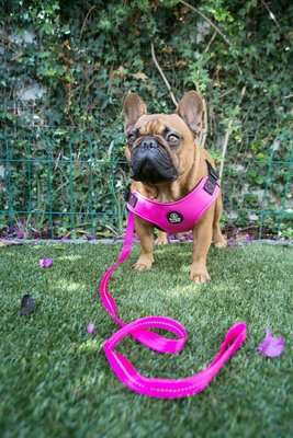 Dog's Life X Dog Neoprene Soft Harness (Hot Pink)