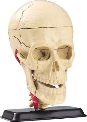 Edu Toys Cranial Nerve Skull Anatomy Model (9cm)(39 Pieces)