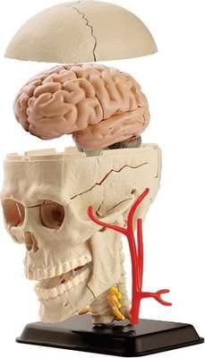 Edu Toys Cranial Nerve Skull Anatomy Model (9cm)(39 Pieces)
