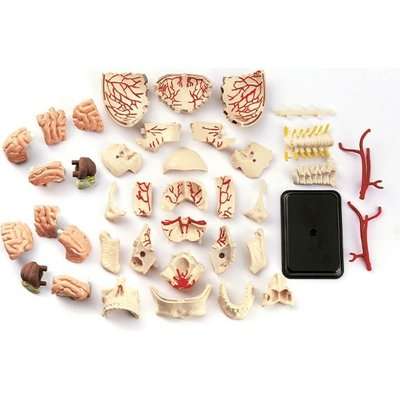 Edu Toys Cranial Nerve Skull Anatomy Model (9cm)(39 Pieces)