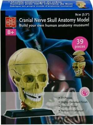 Edu Toys Cranial Nerve Skull Anatomy Model (9cm)(39 Pieces)