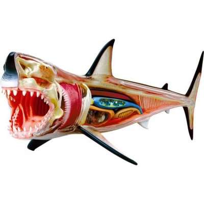 4D Master Animal Anatomy - Shark