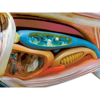 4D Master Animal Anatomy - Shark