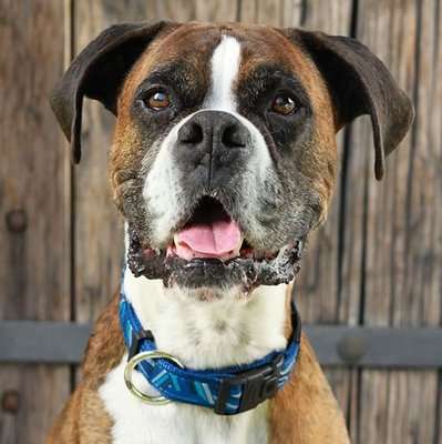 Rogz Fancy Dress Dog Collar (Navy Zen Design)