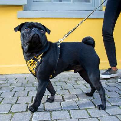 Rogz Small Dogs Comfy Fashion Harness (Wild Heart)