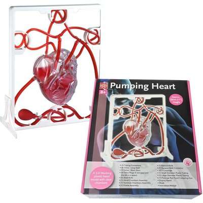 Edu-Toys Pumping Heart