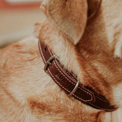 Huntlea Leopard Series - Leather Collar (Navy)