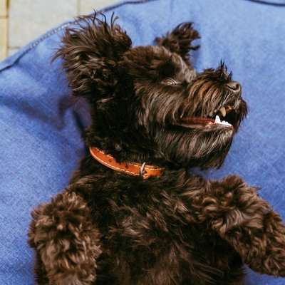 Huntlea Leopard Series - Leather Collar (Navy)