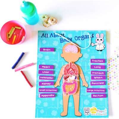My Kids Magnet Body Organs Puzzle Magnetic Board