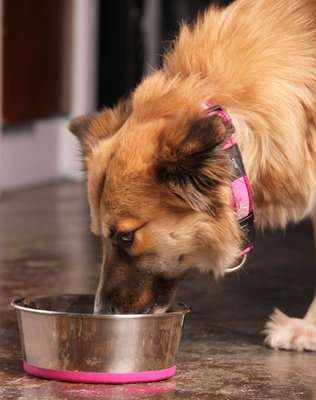 Rogz Stainless Steel Slurp Dog Bowl - Large 1700ml (Pink Base)